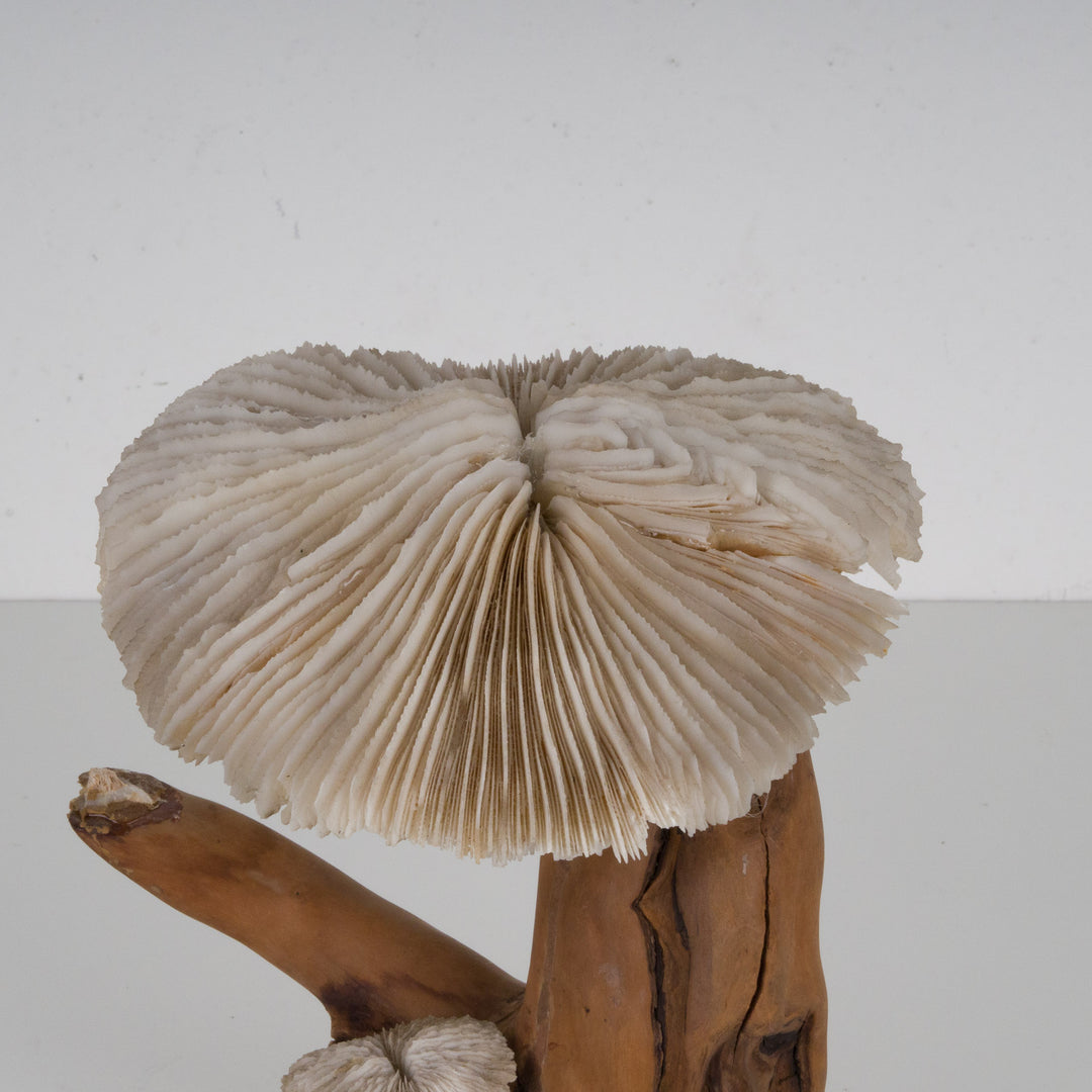 A sculpture of coral mushroom on driftwood
