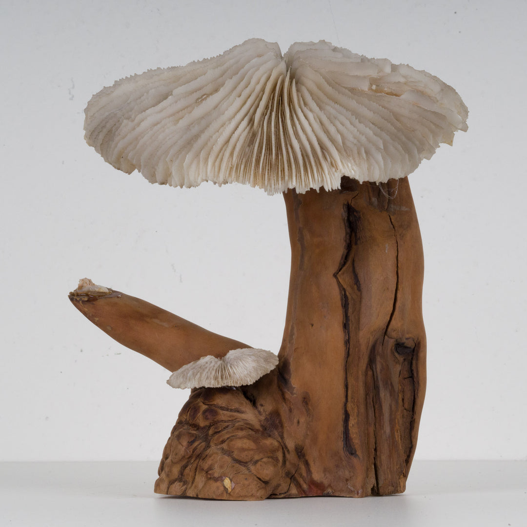 A sculpture of coral mushroom on driftwood