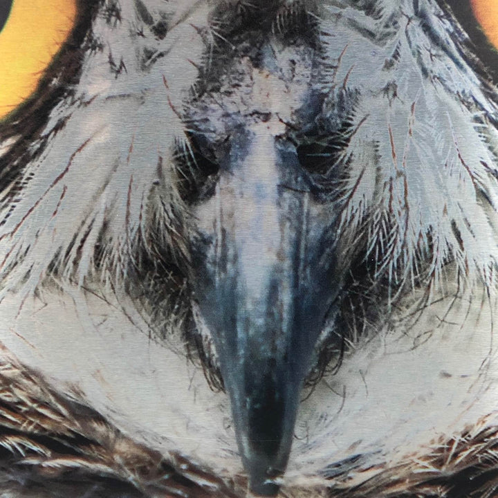 Sprekende foto van de ogen van een uil - De Tuin Der Kunsten