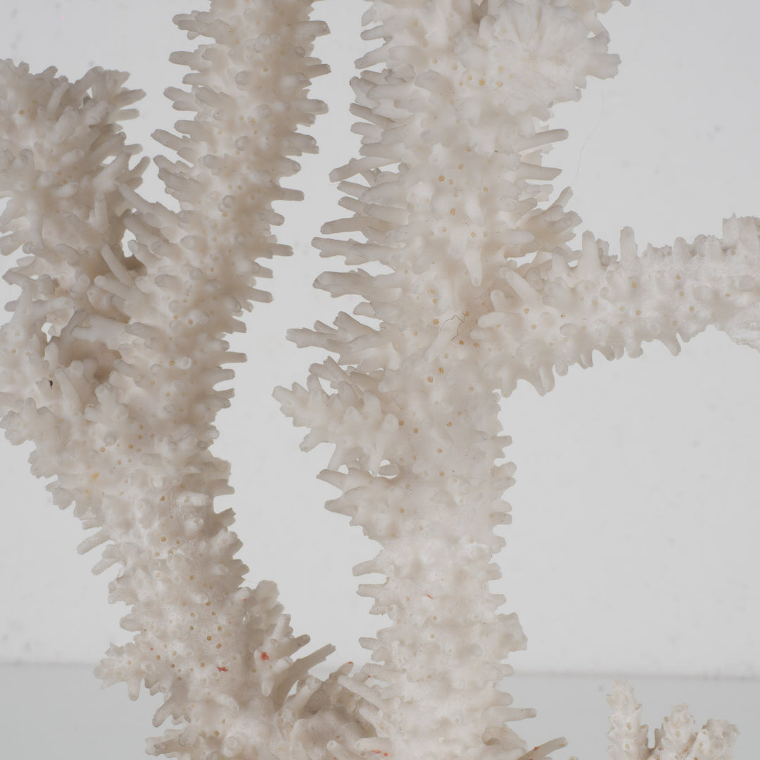 Decoratief wit acropora-koraal op heldere voet in plexi – 18×12×28 cm