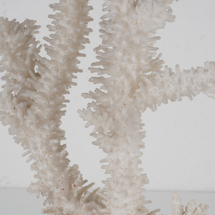 Decoratief wit acropora-koraal op heldere voet in plexi – 18×12×28 cm