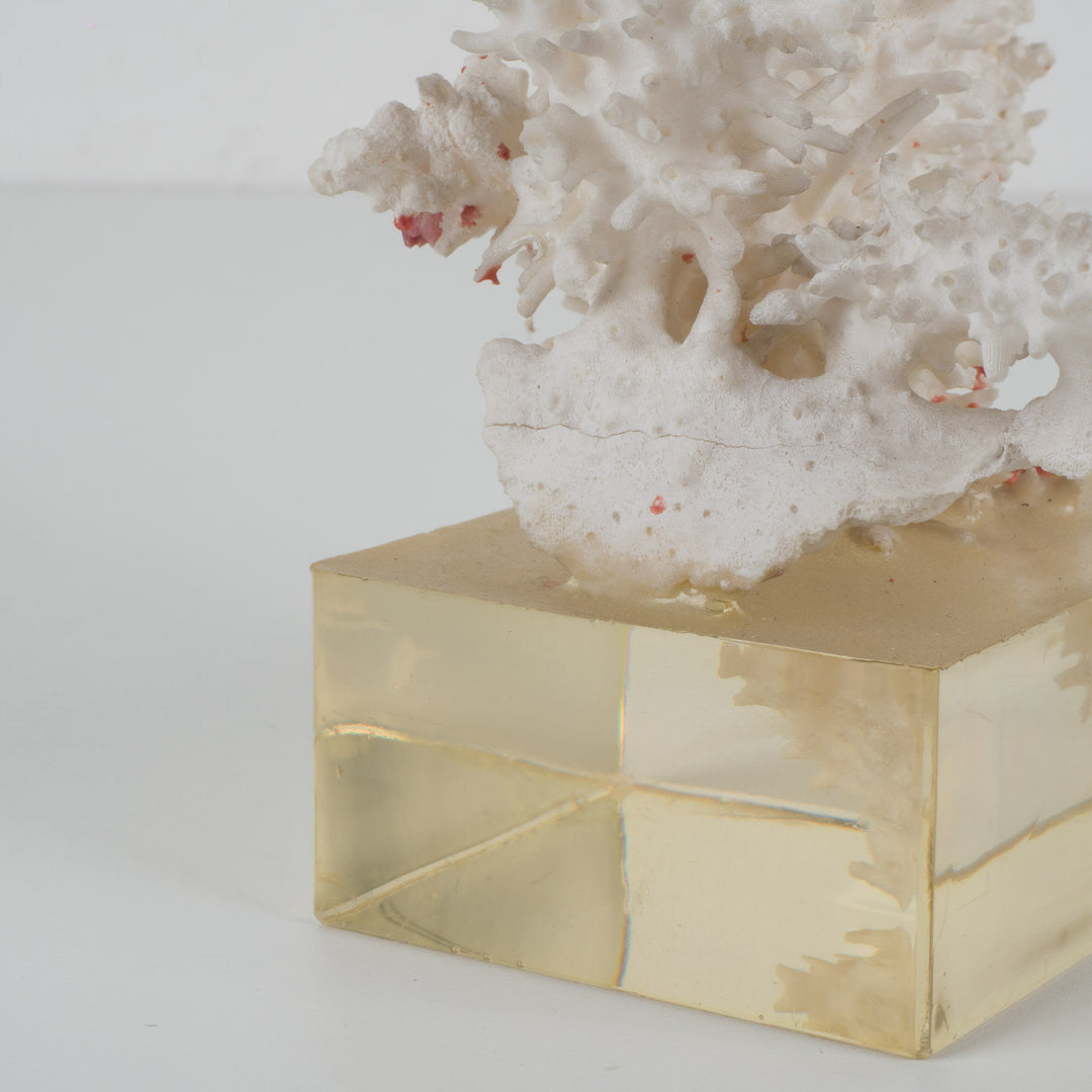 Decoratief wit acropora-koraal op heldere voet in plexi – 18×12×28 cm