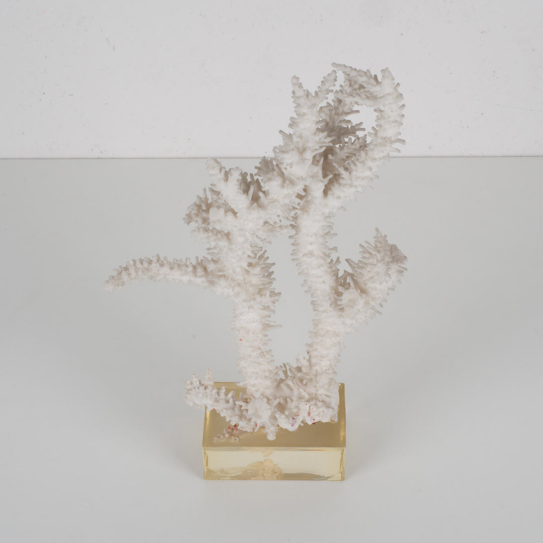 Decoratief wit acropora-koraal op heldere voet in plexi – 18×12×28 cm