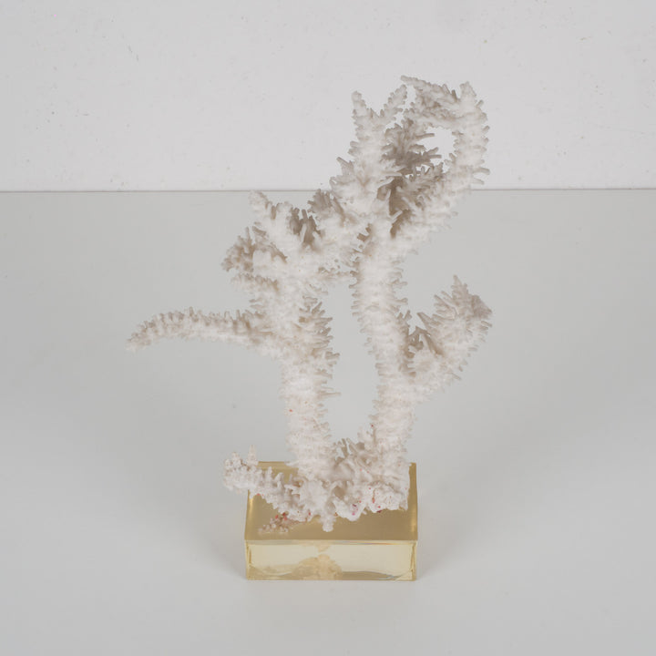 Decoratief wit acropora-koraal op heldere voet in plexi – 18×12×28 cm