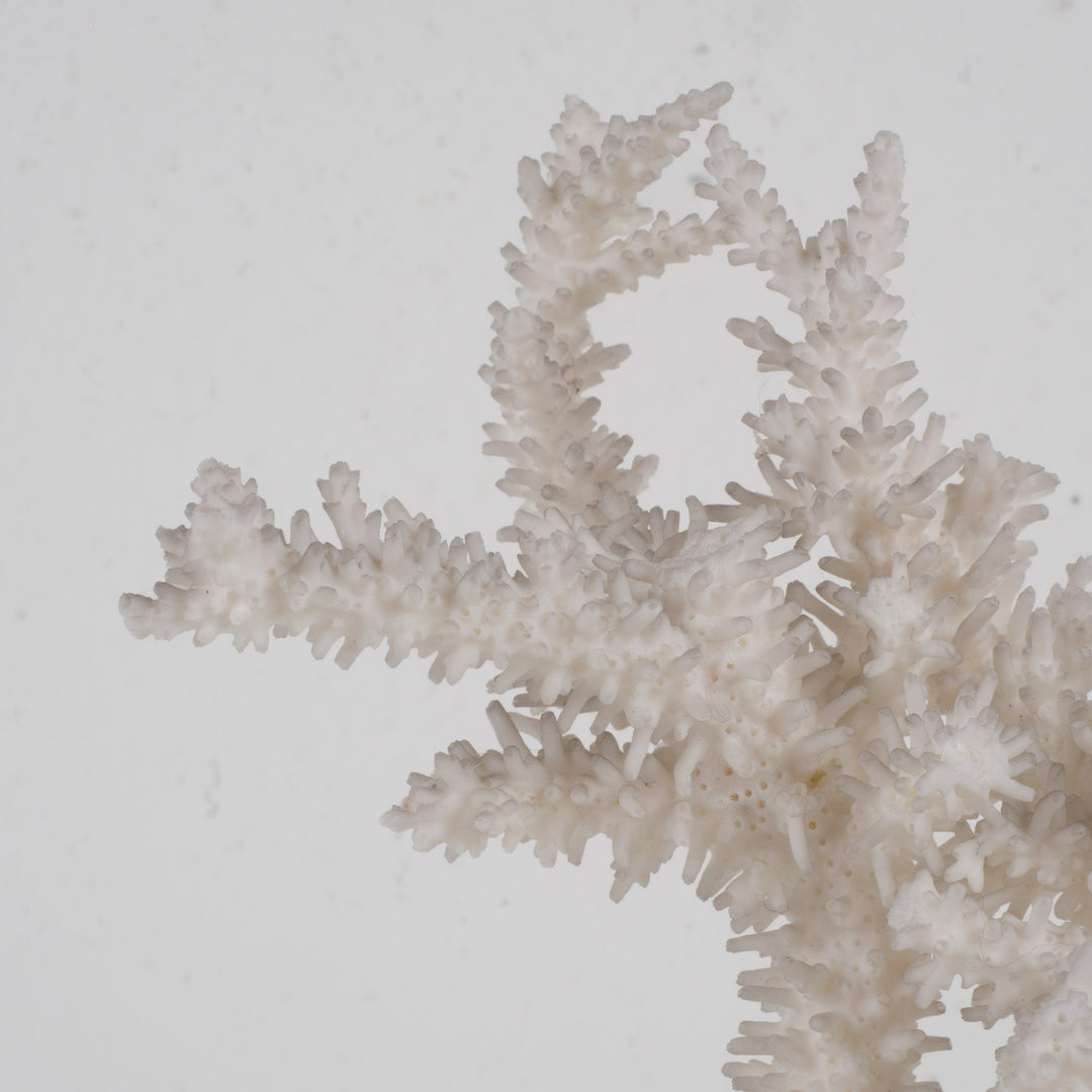 Decoratief wit acropora-koraal op heldere voet in plexi – 18×12×28 cm