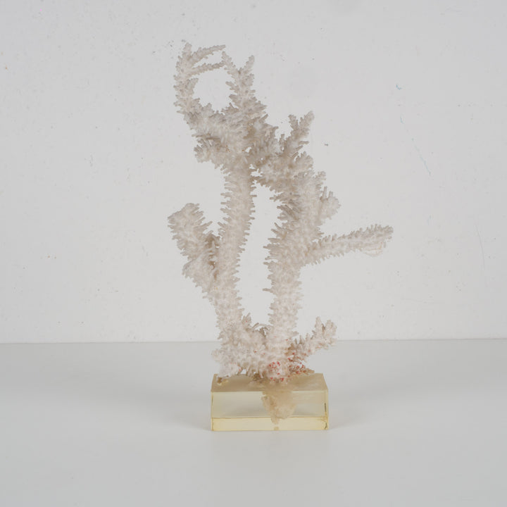 Decoratief wit acropora-koraal op heldere voet in plexi – 18×12×28 cm