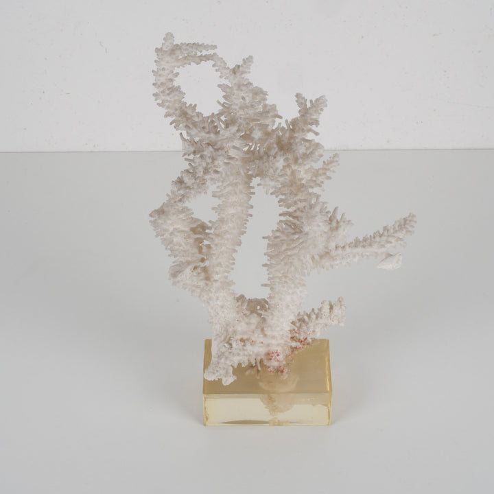 Decoratief wit acropora-koraal op heldere voet in plexi – 18×12×28 cm