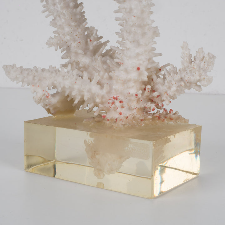 Decoratief wit acropora-koraal op heldere voet in plexi – 18×12×28 cm