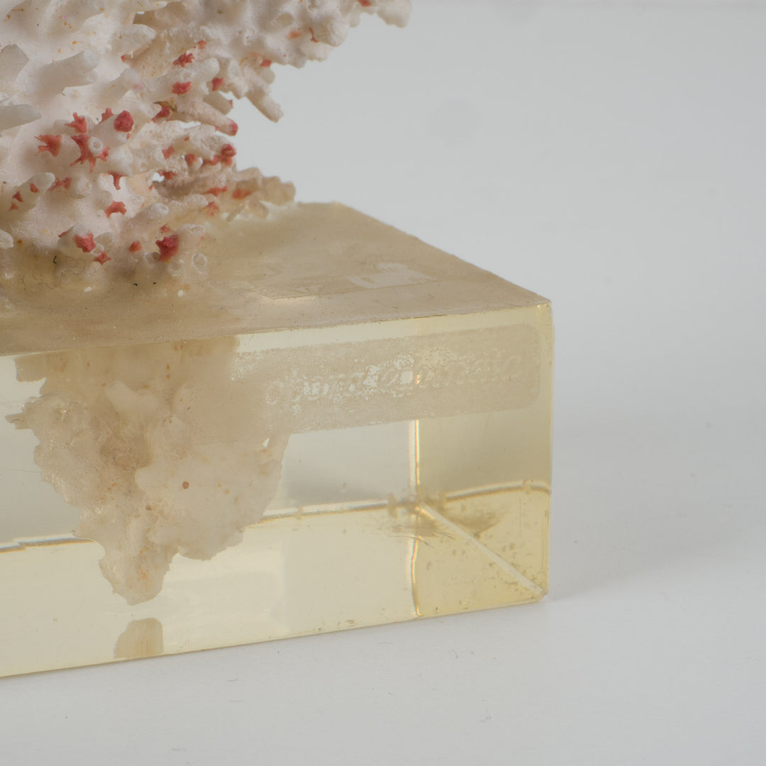 Decoratief wit acropora-koraal op heldere voet in plexi – 18×12×28 cm