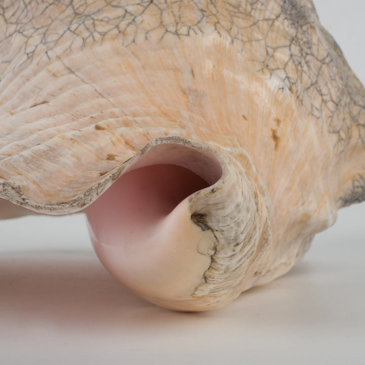 Grote zeeschelp – Lobatus gigas (Koninginnenhoorn) – 22 x 17 x 14 cm