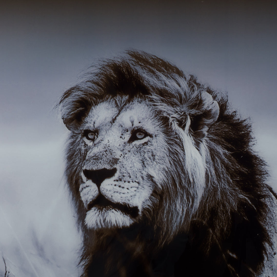 Large black and white art photo on glass of a lion – impressive XXL format