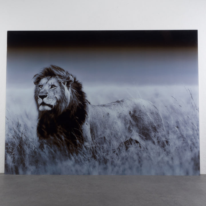 Large black and white art photo on glass of a lion – impressive XXL format