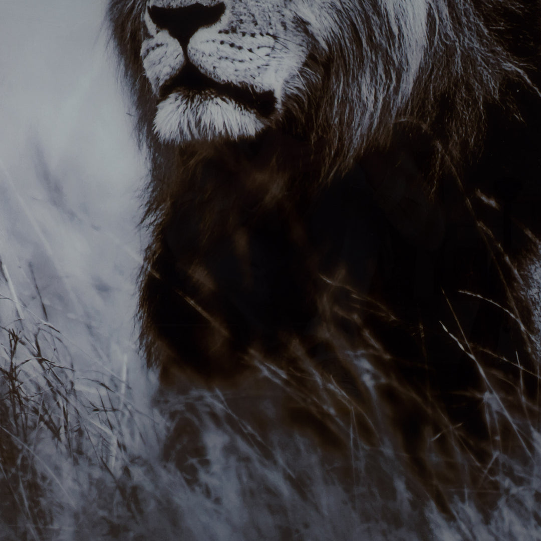 Large black and white art photo on glass of a lion – impressive XXL format