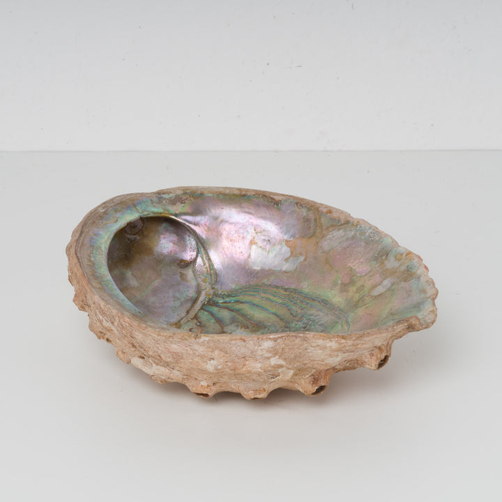 Prachtige abalone schelp – natuurlijke parelmoer glans