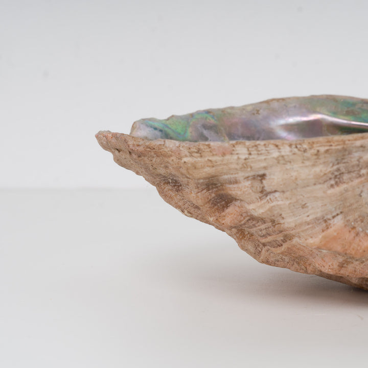 Prachtige abalone schelp – natuurlijke parelmoer glans