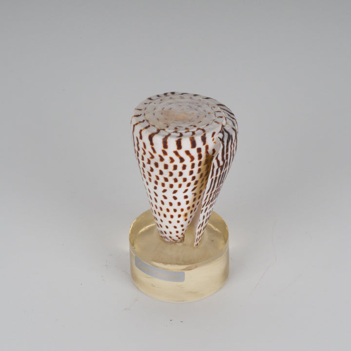 Mooie beige schelp conus litteratus