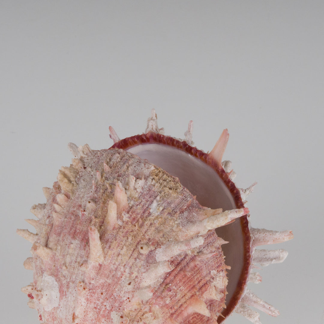 mooie schelp licht roze Spondylus Regius op plexi sokkel