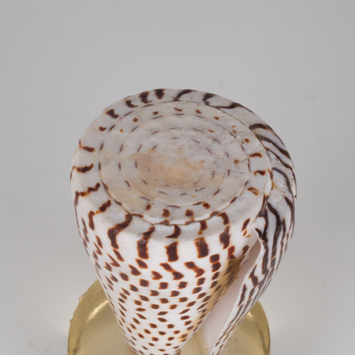 Mooie beige schelp conus litteratus