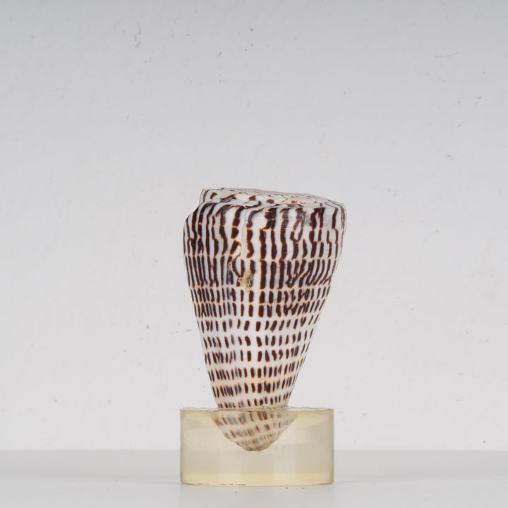 Mooie beige schelp conus litteratus