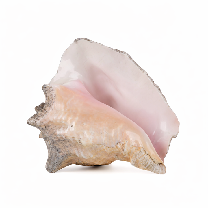 Grote zeeschelp – Lobatus gigas (Koninginnenhoorn) – 22 x 17 x 14 cm