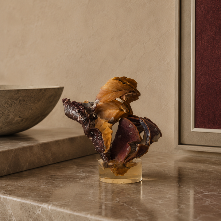 Cockscomb Oyster shell on plinth
